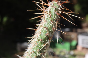 Opuntia polyacantha cv. Linz kaktus opuncja
