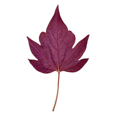Naklejka premium Isolated CloseUp of a Striking Maroon Japanese Maple Leaf Against White Backdrop.