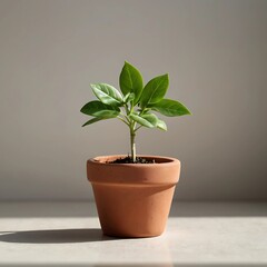 Obraz premium Small Green Plant in Terracotta Pot on White Surface – Minimalist Nature Concept