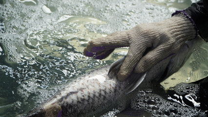 Close-up of Barramundi Fish Showing Sex Identification Organ for Breeding Purposes