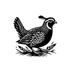 Obraz premium A quail stands on grass in a black and white illustration