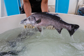 Barramundi (Asian Seabass) Held by Farmer in Hatchery Tank for Aquaculture