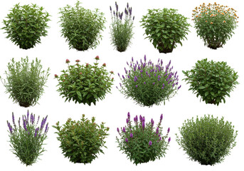 A vibrant collection of various flowering plants arranged in a grid, showcasing colors