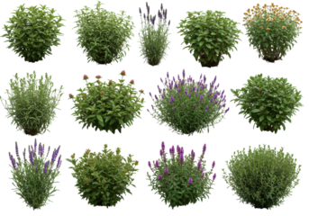 A vibrant collection of various flowering plants arranged in a grid, showcasing colors