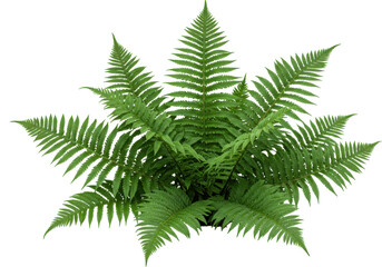 Lush green fern plant thriving in a natural setting with soft sunlight filtering through