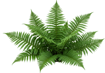 Lush green fern plant thriving in a natural setting with soft sunlight filtering through