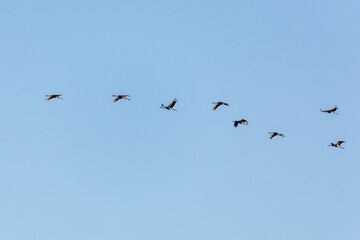 Fliegende Kraniche.