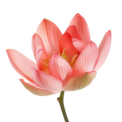 Close-up of a delicate, peach-colored lotus blossom