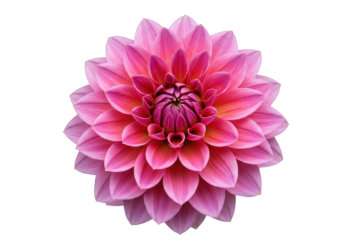 Vibrant pink dahlia flower in full bloom, showcasing intricate petal patterns against a dark background