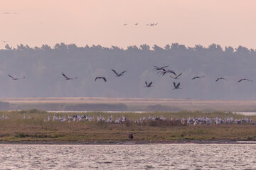 Kraniche und ein Seeadler am Bodden vor Zingst.