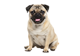 Playful pug sitting against a plain background, showcasing its cheerful demeanor