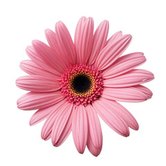 Pink Gerber Daisy Isolated White