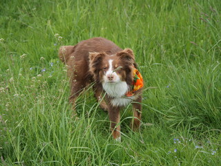 Brown and white dog is standing in a field of grass