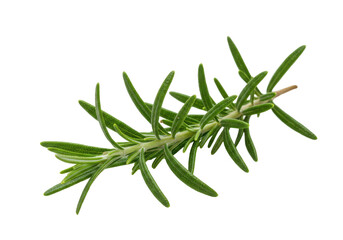 Fototapeta premium Fresh rosemary sprig isolated on white background, perfect for culinary use and recipes