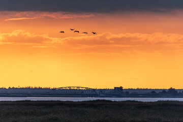 Fliegende Kraniche bei Sonnenuntergang über dem Bodden vor Zingst.