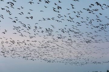 Eine große Schar fliegender Nonnengänse über dem Bodden vor Zingst.