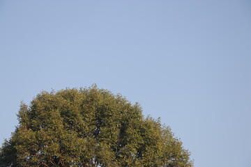 Obraz premium Landscape of a big tree with clear sky