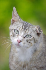 Cat with a pink nose and green eyes is looking at the camera
