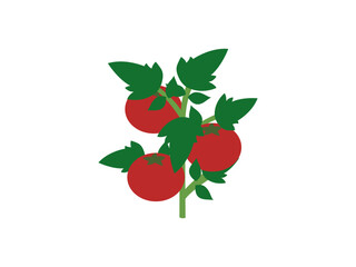 Obraz premium Tomato Plant Illustration in Flat Style, Ripe Tomato Vine with Leaves � Vector