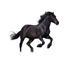 Fototapeta premium A powerful black stallion in motion isolated on a transparent background horse dark png file