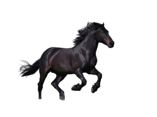 A powerful black stallion in motion isolated on a transparent background horse dark png file