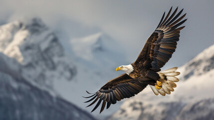 Obraz premium Majestic bald eagle soaring through snowy mountain peaks