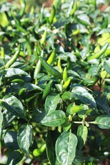 Lush And Fresh Green Chili Plants