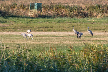 Kraniche am Kranorama bei Günz.
