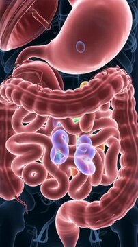 3D animation journey through the human digestive system, stomach and intestine.