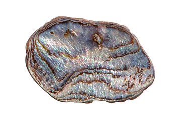 Rainbow abalone shell, blackfoot paua, Haliotis iris, edible sea snail from New Zealand. Rounded piece of the dark metallic blue and green inner surface, with yellow reflections. Isolated from above.