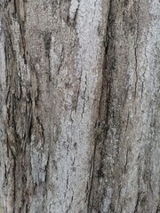 bark of a tree