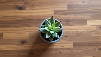 Small Potted Succulent Embellishment