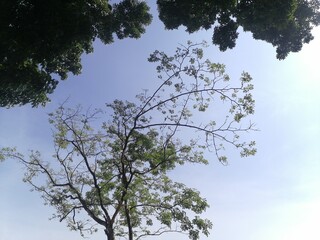 sky and tree