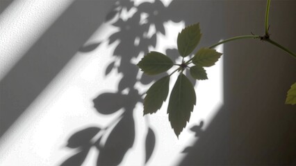 Subtle Plant Shadow Overlay