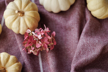 A top-down view of white pumpkins and pink dried hydrangea flowers arranged on textured fabric in a...