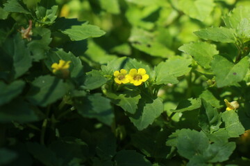 애기물꽈리아재비