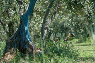Plantage mit Olivenbäumen, Provence