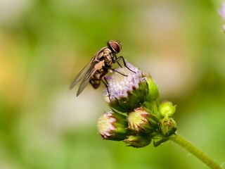 House fly or Musca domestica on Ageratum conyzoides flower