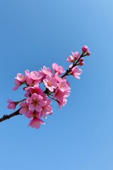 Delicate Pink Cherry Blossom Branch Against a Clear Blue Sky in Springtime Landscape