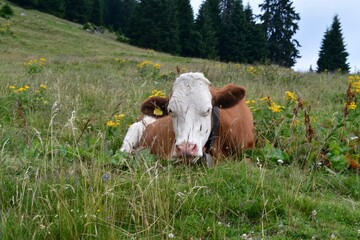 Eine Kuh auf der Weide bei Proveis in Südtirol 