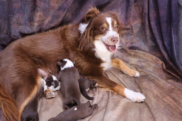 Brown and white dog is laying on a blanket with her puppies