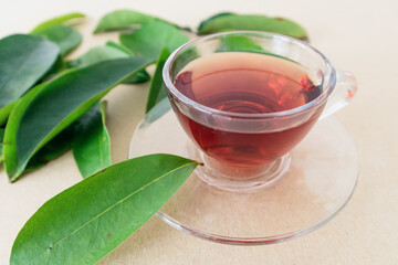 cup of soursop leaves tea. Annona muricata or graviola