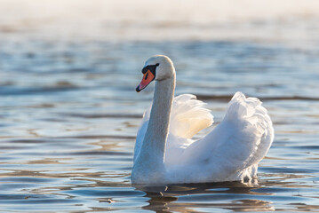 Naklejka premium Swan on the Vltava river in Prague on early foggy morning. 