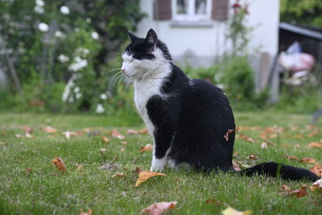 Sitzende Katze in Garten, geschlossene Augen, Meditation, schnurrende Katze, 