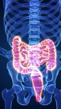 Human intestine discomfort medical concept