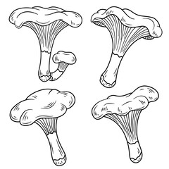 Chanterelles mushrooms fungi icons set vector. Nature fresh, plant autumn, organic vegetable mushroom food fungi black contour illustrations © Алла Машичева