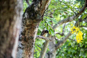 View of Mynas or Acridotheres bird perched on a branch, focus selective