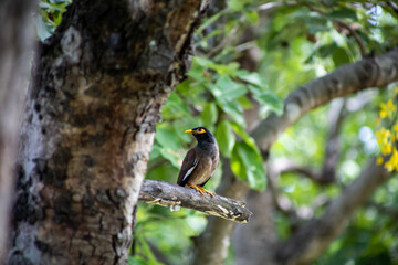 View of Mynas or Acridotheres bird perched on a branch, focus selective