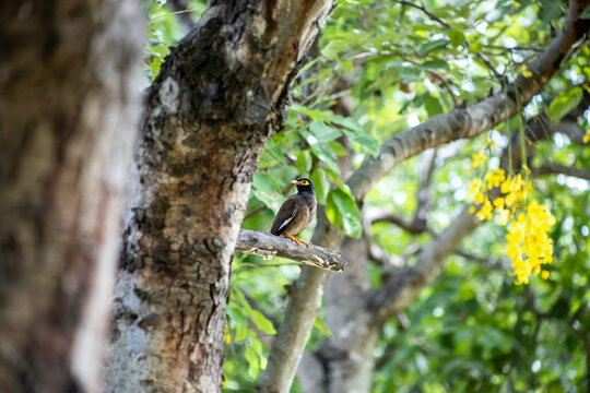 View of Mynas or Acridotheres bird perched on a branch, focus selective