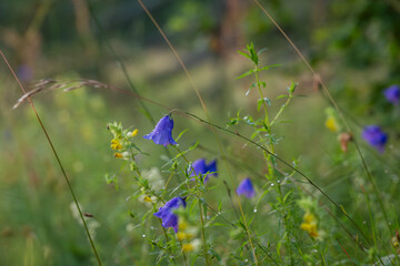 Harebell wild flowers on summer meadow. Campanula rotundifolia, the common harebell, Scottish bluebell, or bluebell of Scotland on a dewy morning. 